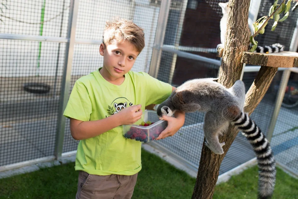 Návštěvník krmí lemura z ruky.