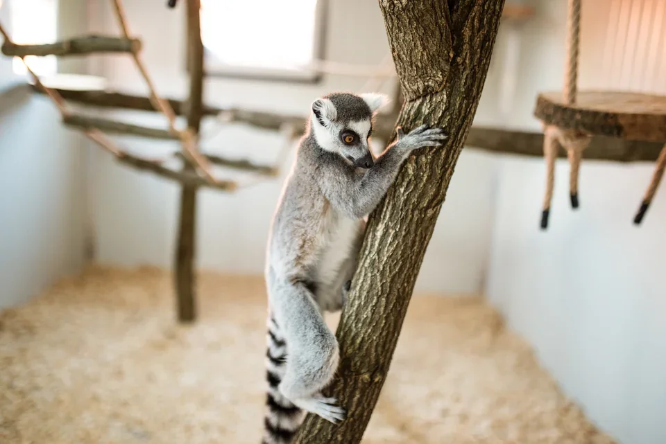 Lemur odpočívá na kmeni uvnitř výběhu.