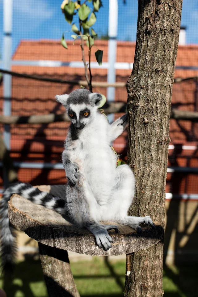 Lemur kata na kmeni stromu ve výběhu.