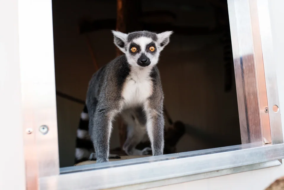 Zvědavý lemur vykukuje ze svého zázemí.