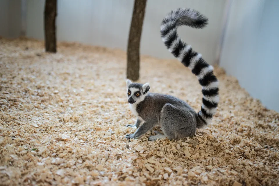 Lemur Alvin se vztyčeným pruhovaným ocasem.