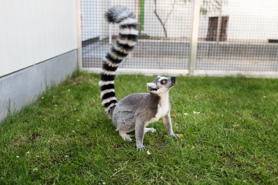 Lemur Jack ve venkovním výběhu.