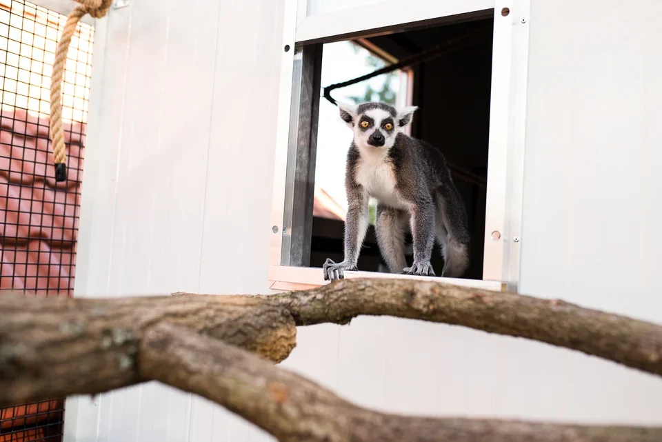 Lemur Marsh vykukuje z vnitřního zázemí.