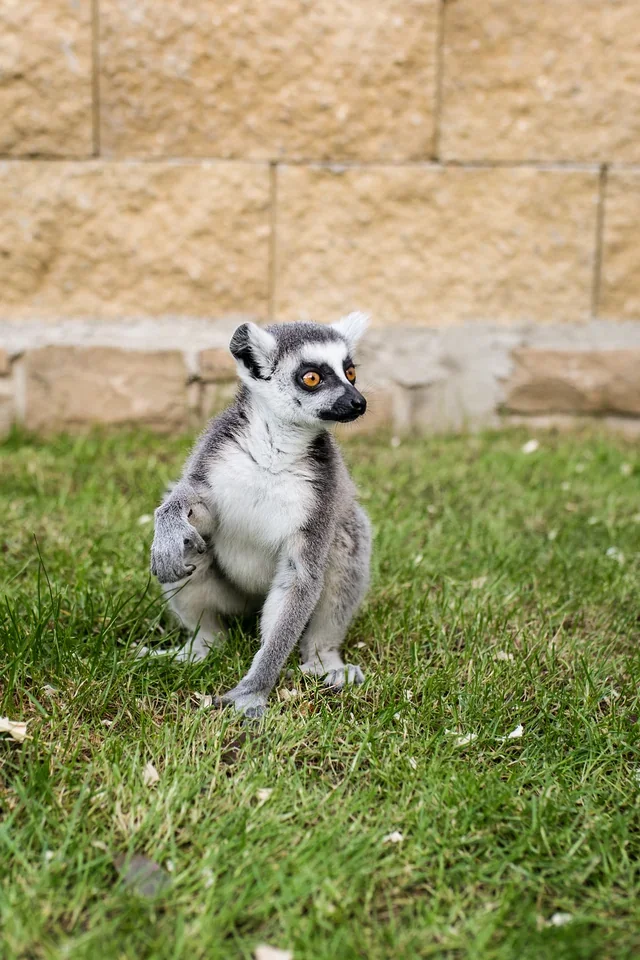 Lemur Simon na trávě v Lemurovně.